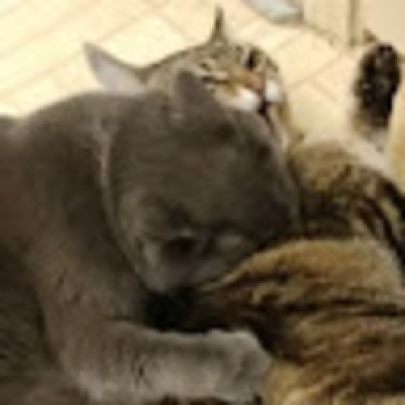 Meet your Posher, Peter - Picture 1 of 1